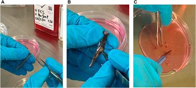 Primary Cell Lines From Feathers and Blood of Free-Living Tawny <mark class="highlighted">Owl</mark>s (Strix aluco): A New In Vitro Tool for Non-Lethal Toxicological Studies